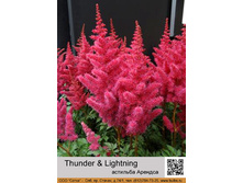 �������� ������� Thunder & Lightning ���� 1 �� 107�.00�.