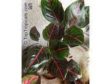 ��������� Rotundum