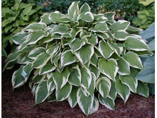 ����� ������ (Antioch) ���-�� � �������� 1 ��., ���� �� �������� 59 ���..jpg