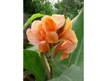 ����� ������� ������ (Peach Blush) ���-�� � �������� 1 ��., ���� �� �������� 80 ���....jpg