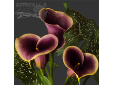 ����� ������ ���. ����2.jpg