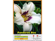 �������� Pandora's Box ���� 1 �� 106�.00�.