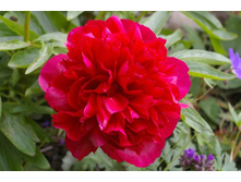 ���� ����� ����� (Rubra Plena) ���-�� � �������� 1 ��., ���� �� �������� 259 ���..jpg