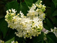 ��������(�����)