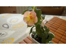 .�������� Cytro(��������  �������� 2014).