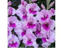 ��������� (����������) Sacramento ���-�� � �������� 10 ��., ���� �� �������� 85 ���..jpg