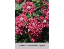�������� Purpurea Plena Elegans ���� 1 �� 174�