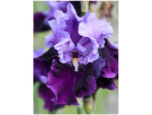 ���� ������� ���� (Blue Bird Wine) ���-�� � �������� 1 ��., ���� �� �������� 109 ���..jpg