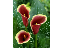 ����� ������ (Ascari) ���-�� � �������� 3 ��., ���� �� �������� 330 ���..jpg