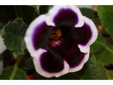 ��������� Kaiser Wilhelm.JPG