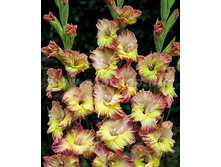 ��������� ������ ������ (Voliere Frizzle) ���-�� � �������� 10 ��., ���� �� �������� 85 ���..jpg