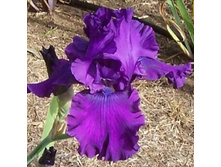 ���� ������ ��� (Master Touch) ���-�� � �������� 1 ��., ���� �� �������� 109 ���..jpg