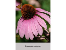 �������� purpurea ���� 1 �� 39�.00�