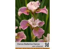 ���� ��������� Dance Ballerina Dance ���� 1 �� 78�.00�.