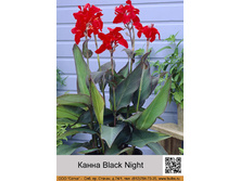 ����� Black Night ���� 1 �� 100�