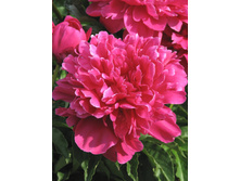 ���� �������� �� �� ���� 238,8�.jpg