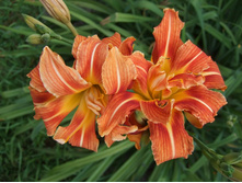 �������� ������� ����� (Apricot Beauty (fulva kwanso)) ���-�� � �������� 1 ��., ���� �� �������� 179 ���..jpg