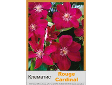�������� Rouge Cardinal ���� 1 �� 150�