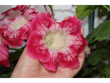 ��������� Etoile De Fiu.JPG