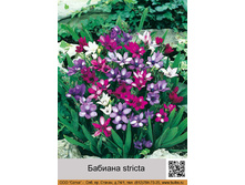 ������� stricta ���� 1 �� 11�