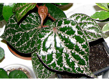 �������� (2).jpg