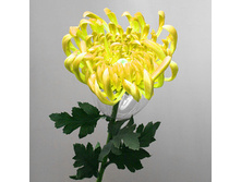 ���������� ������ , ���. � 101-5 395� ����� ���� 250�