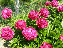 ���� ������ ����� ��. ����.jpg