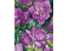 ������ (�������� ���������) Double Purple ���-�� � �������� 10 ��., ���� �� �������� 62 ���..jpg