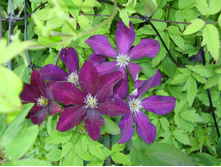 ��������� (6).JPG