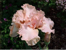 Beverly Sills-3,95.jpg