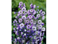 ���������� �� ������ (La Boheme) ���-�� � �������� 1 ��., ���� �� �������� 189 ���..jpg