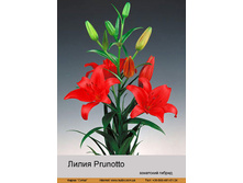 ����� Prunotto ��� 10 �� ���� �� 1 �� 40�