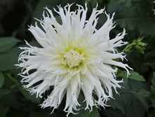 ������� ���� ���� (Tsuku Yori) ���-�� � �������� 1 ��., ���� �� �������� 70 ���..jpg