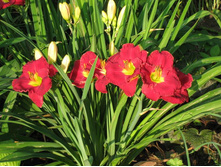 �������� ������ ��� ����� (Siloam Paul Watts) ���-�� � �������� 1 ��., ���� �� �������� 159 ���..jpg