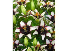 ����� ���� �� (Black Eye) ���-�� � �������� 5 ��., ���� �� �������� 150 ���..jpg