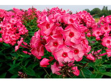 ����� ������ ��� ���. ����.jpg