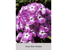 ����� Blue Paradise ���� �� 1 �� 66�.00�.