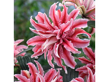 ����� ��������� ������ (Magic Star) ���-�� � �������� 5 ��., ���� �� �������� 295 ���..jpg