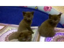 Image.jpg��.jpg