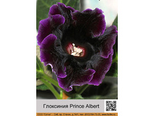 ��������� Prince Albert ��� 10 �� ���� 55� �� 1 ��