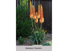 �������� Cleopatra ���� 1 �� 142�.00�.