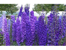 ���������� ������ ������ ���. ����.jpg