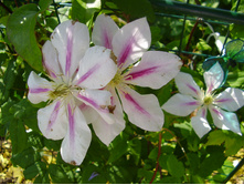 ��������� (10).JPG