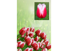 ���� ������  39 ���. ����� ������ 10 ��!!!