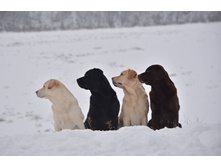 ��� ������� �����