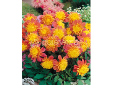 ������� ���� (Honey) ���-�� � �������� 1 ��., ���� �� �������� 90 ���..jpg