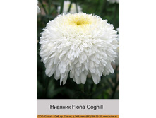 ������� Fiona Goghill ���� 1 �� 126�.00�.