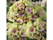 ����� ������ ����� (Sherbet Blend) ���-�� � �������� 1 ��., ���� �� �������� 85 ���..jpg