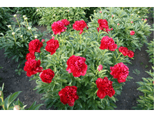 ���� ��� ���� ���. ����.2.png