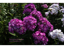 ����� ����� ���. ����.jpg